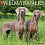 Willow Creek Weimaraner Kalender 2025