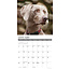 Calendario Weimaraner 2025