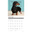 Dachshund Calendar 2025