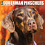 Willow Creek Dobermann Kalender 2025