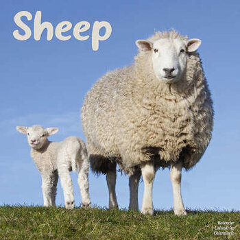 Sheep calendar