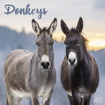 Donkey calendar