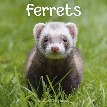 Ferret calendar