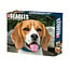 Beagle-Abreißkalender 2025 Boxed