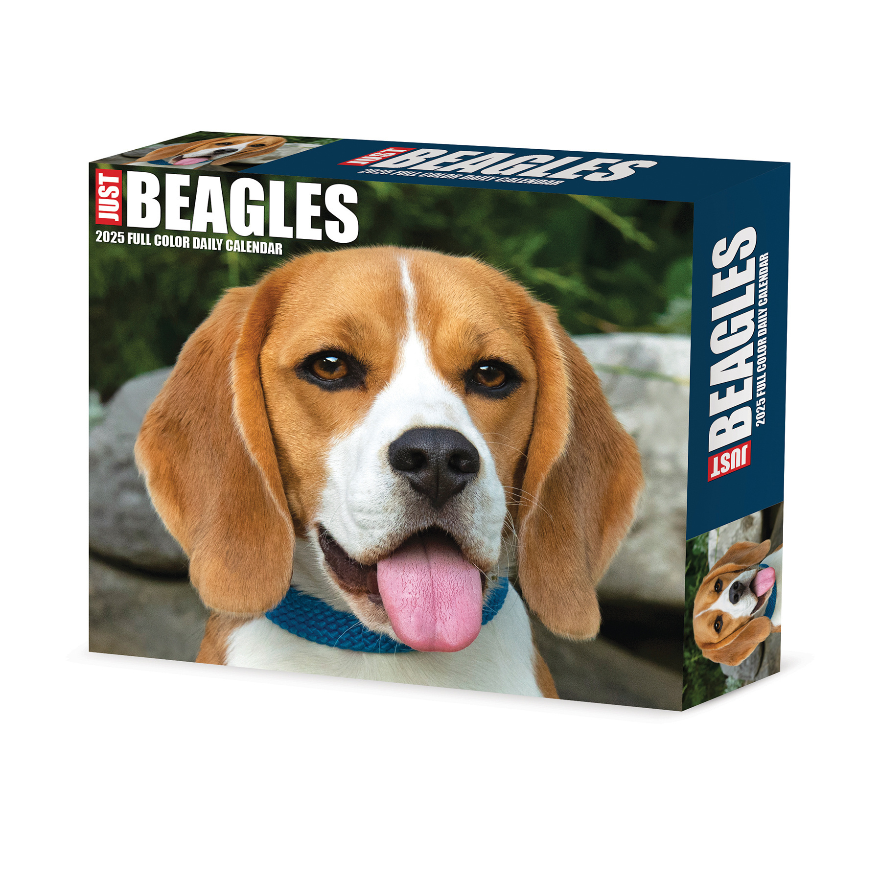 Buy Beagle Calendar 2025 Boxed Order easily online