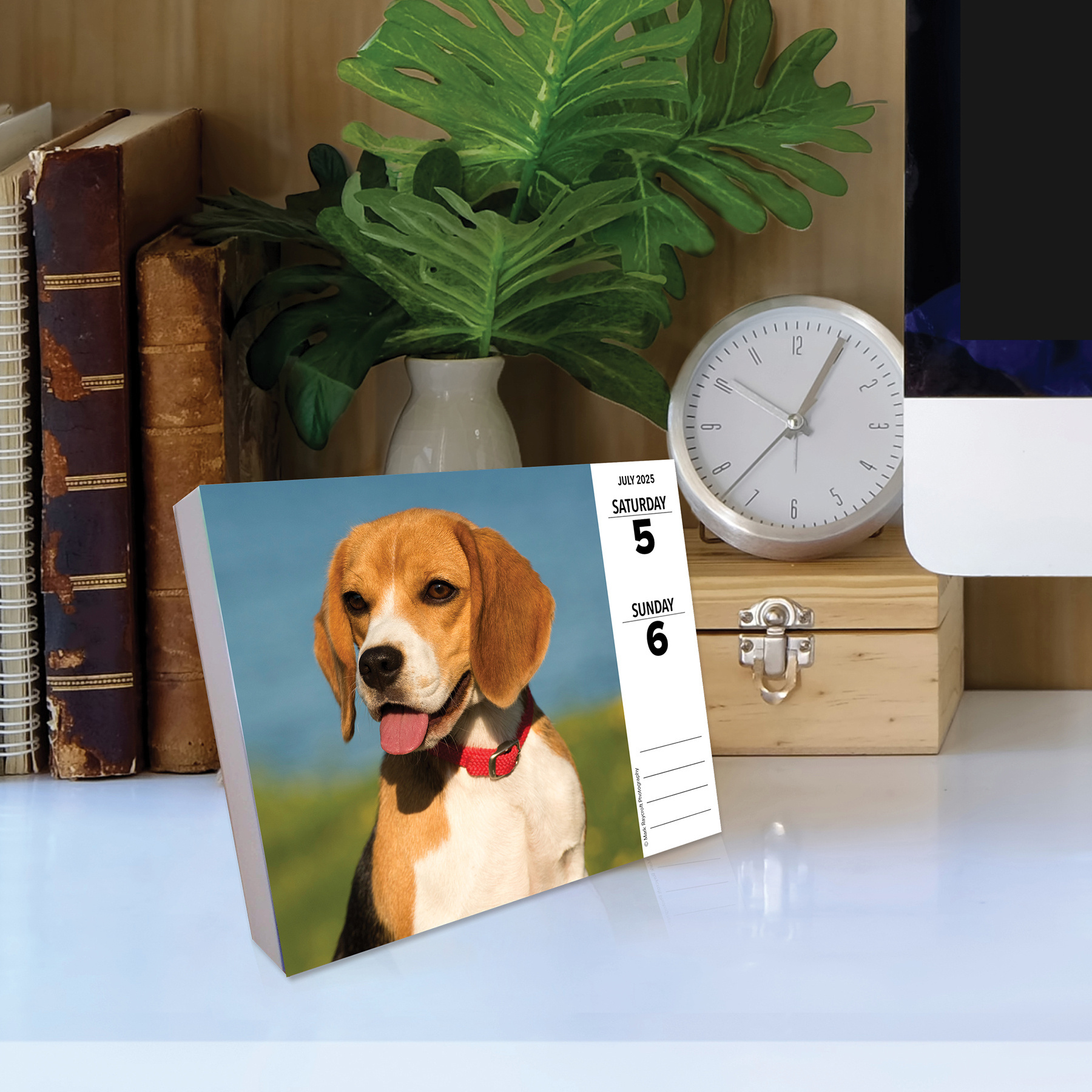 Buy Beagle Calendar 2025 Boxed Order easily online