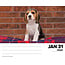 Beagle-Abreißkalender 2025 Boxed