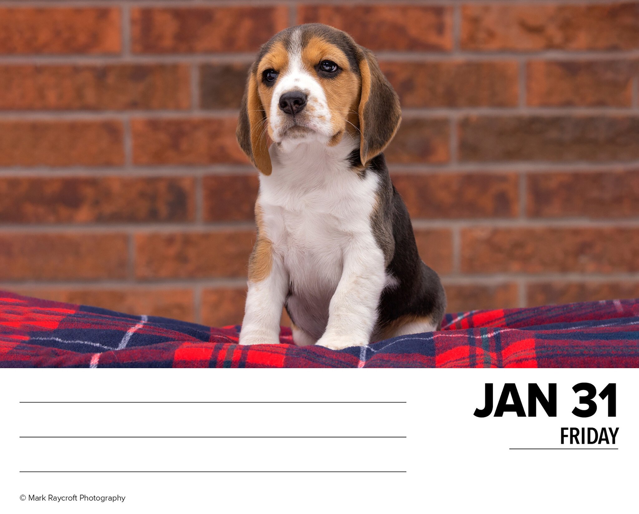 Buy Beagle Calendar 2025 Boxed Order easily online
