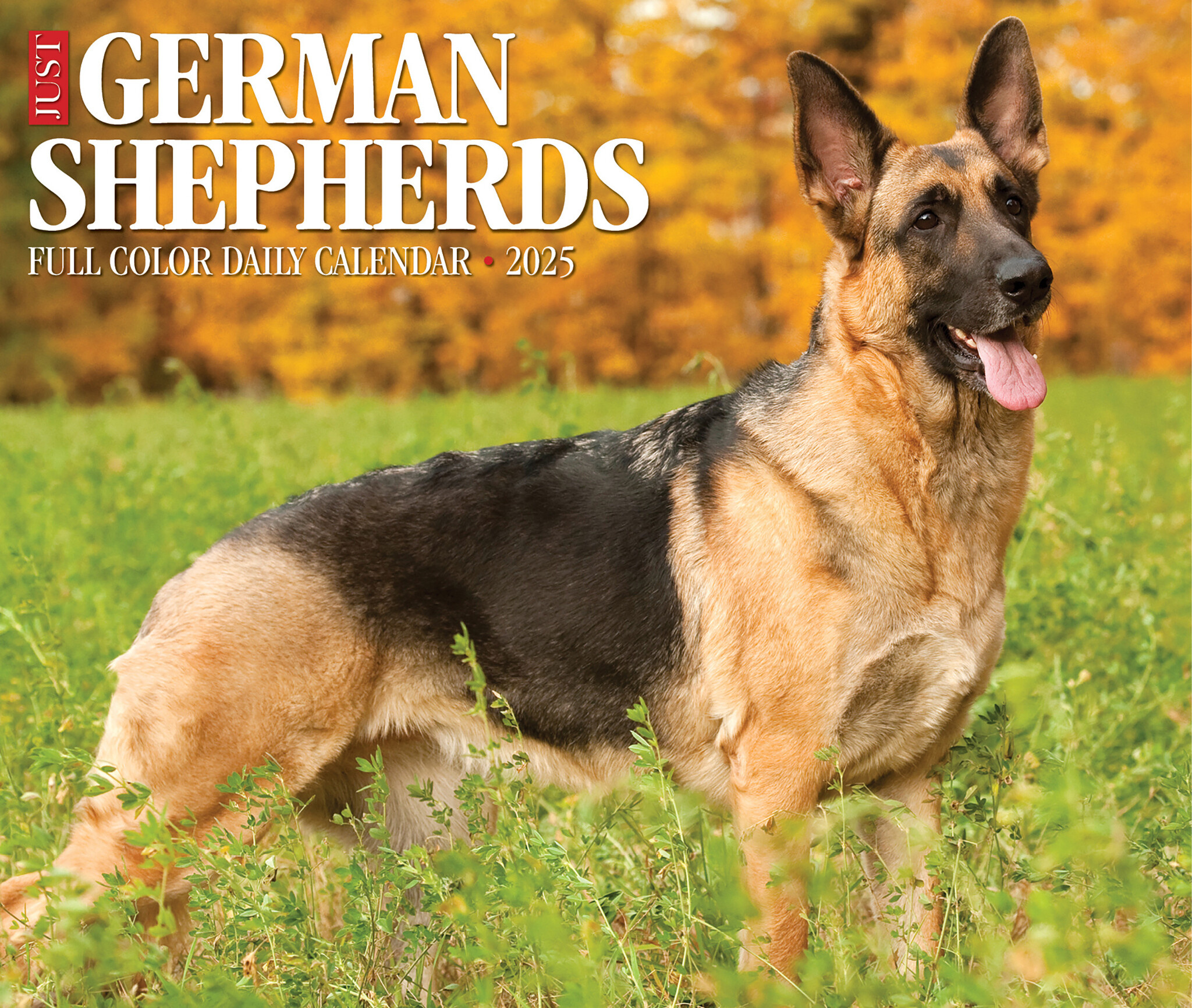 German Shepherd Calendar 2025 Boxed Buy Order online easily