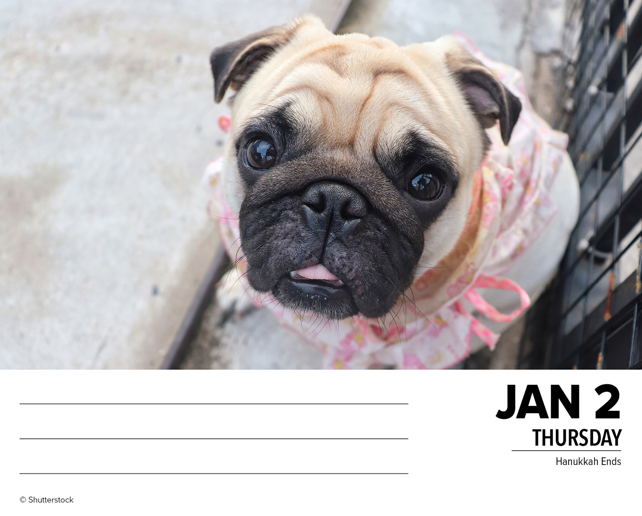 Pug Calendar 2025 Boxed Buy Order online easily