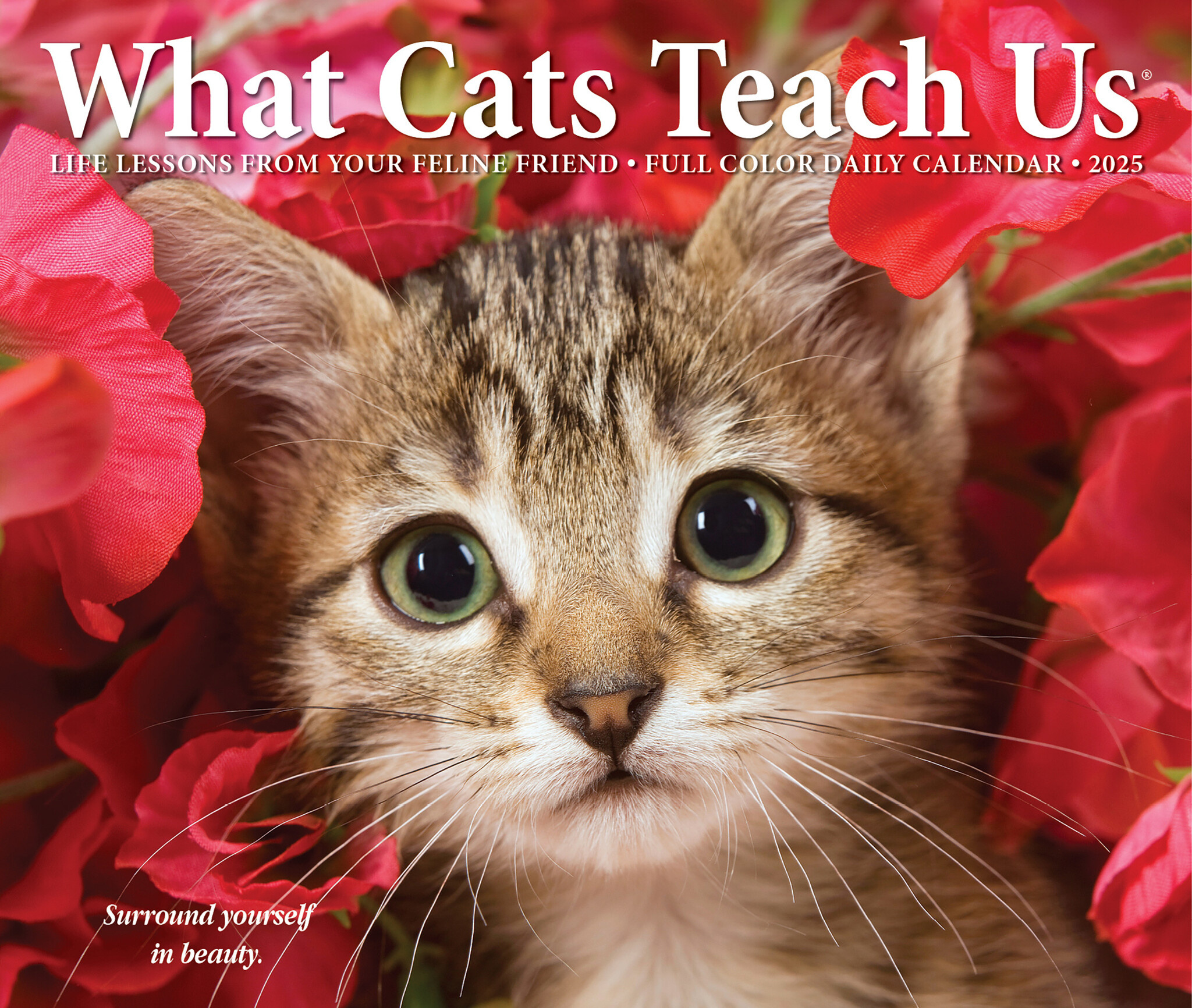 What Cats Teach us Calendar 2025 Boxed Buy Order easily