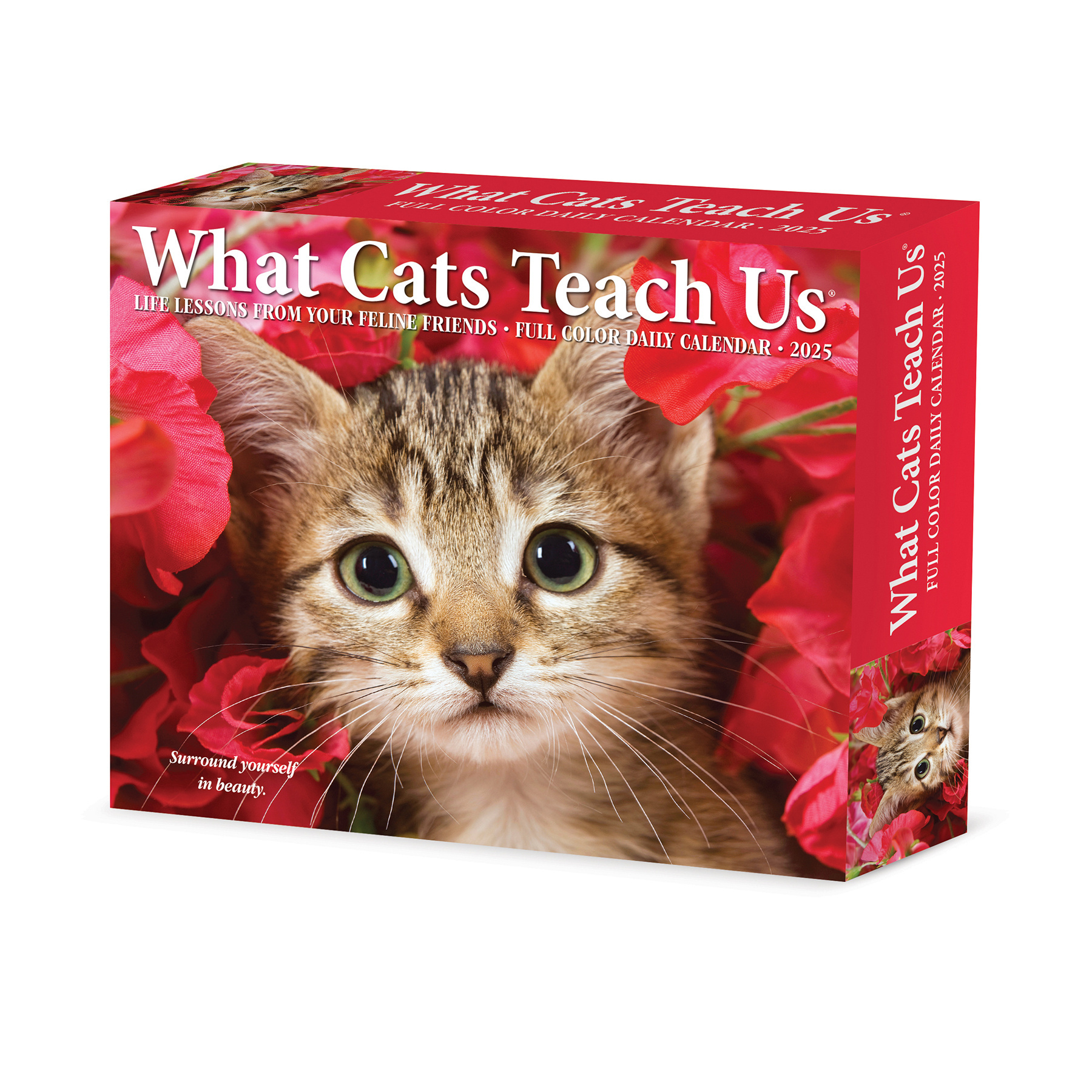 What Cats Teach us Calendar 2025 Boxed Buy Order easily