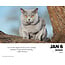 What Cats Teach Us tear-off calendar 2025 Boxed