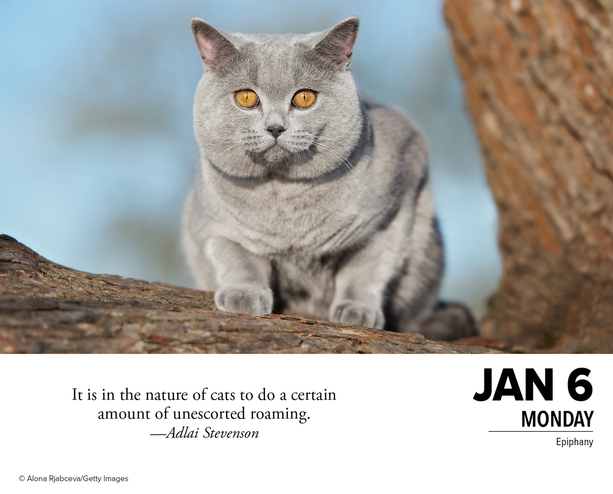Was Katzen uns lehren Kalender 2025 Boxen Kaufen  Einfach bestellen 