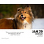 What Dogs Teach Us Block Calendar 2025 Boxed