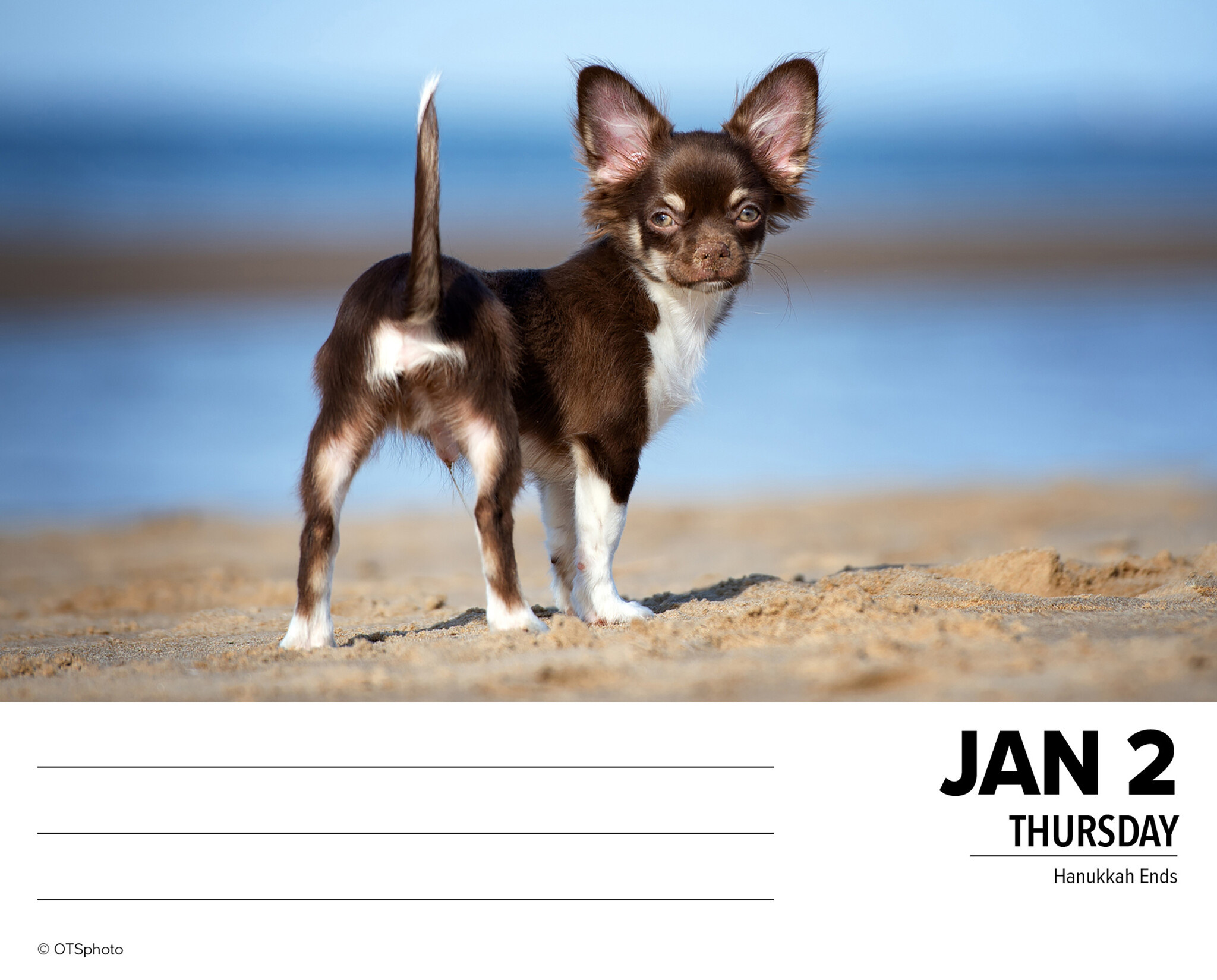 Chihuahua Kalender 2025 Boxed Kopen?  Bestel eenvoudig Online 