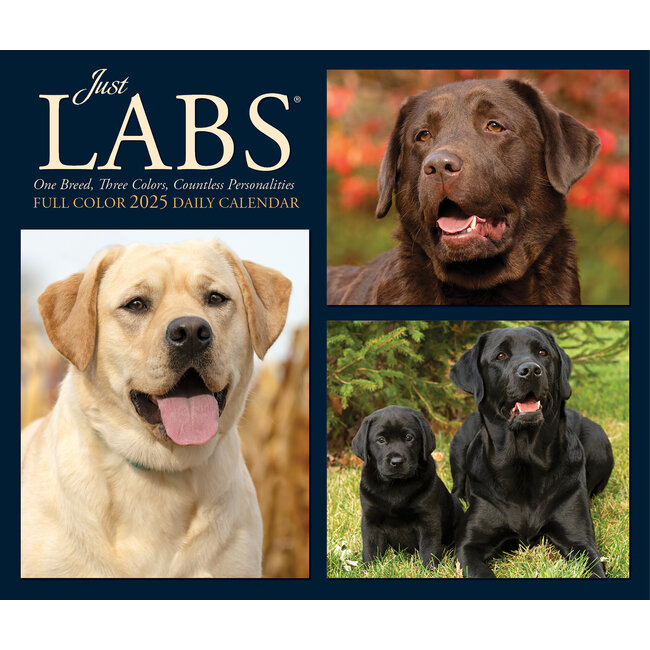 Willow Creek Labrador Retriever Scheurkalender 2025 Boxed