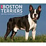 Boston Terrier tear-off calendar 2025 Boxed