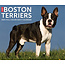 Willow Creek Boston Terrier Scheurkalender 2025 Boxed