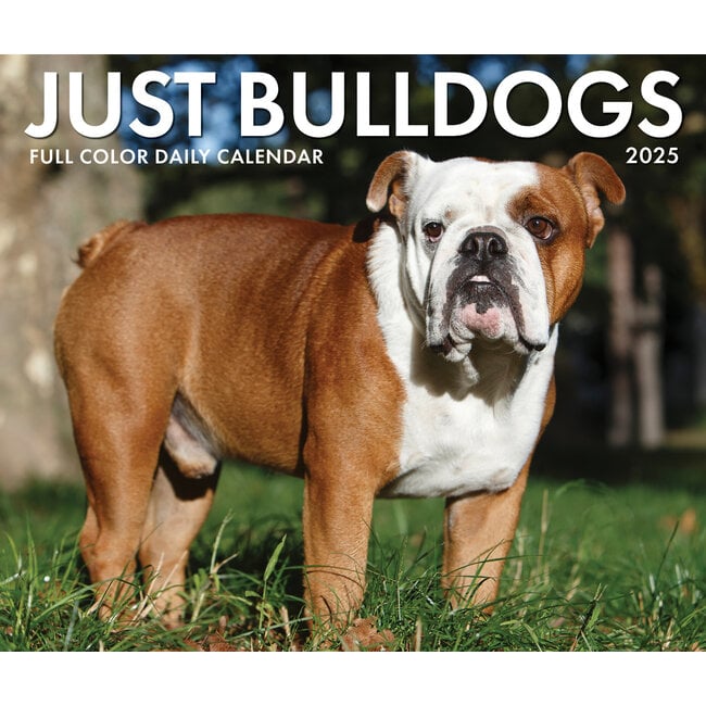 English Bulldog tear-off calendar 2025