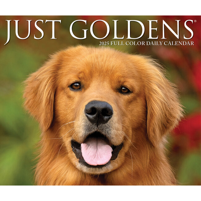 Golden Retriever tear-off calendar 2025 Boxed