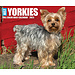 Willow Creek Yorkshire Terrier Scheurkalender 2025 Boxed