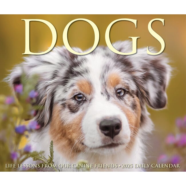 Dogs tear-off calendar 2025 Boxed