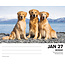 Honden  Scheurkalender 2025 Boxed