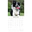 Border Collie Calendar 2025