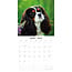 Calendrier Cavalier King Charles Spaniel 2025