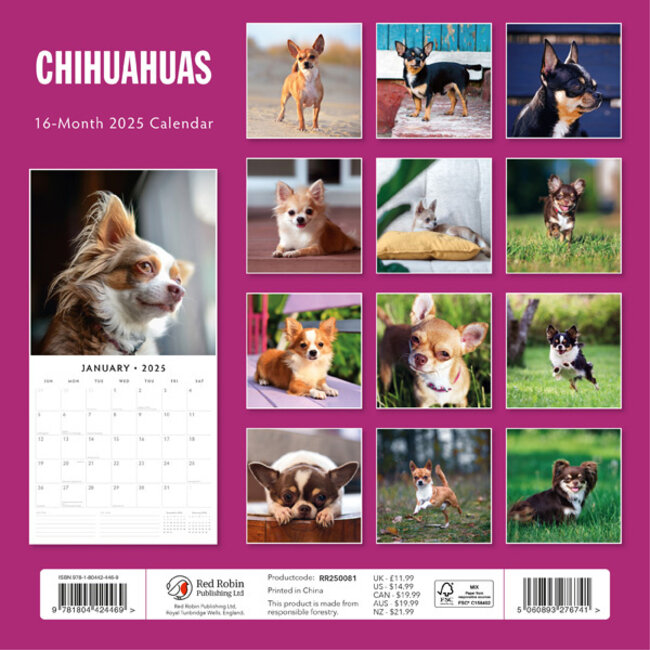 Acheter Calendrier Chihuahua 2025 photos du Chihuahua