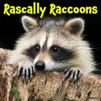 Raccoon calendar