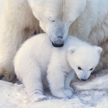 Calendario del oso polar