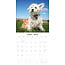 Cats and Dogs Calendar 2025