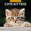 Cute Kittens Calendar 2025