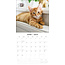 Calendrier des chatons mignons 2025