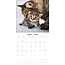 Adorable Cats Calendar 2025