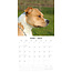 Calendrier de l'American Staffordshire Terrier 2025