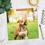 American Staffordshire Terrier Kalender 2025