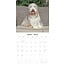 Bearded Collie Calendar 2025