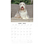 Bearded Collie Kalender 2025