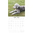 Bedlington Terrier Kalender 2025