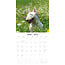 Bull Terrier Calendar 2025