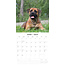 Bullmastiff Kalender 2025