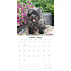 Cairn Terrier Kalender 2025