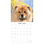 Calendrier Chow Chow 2025