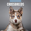 Crossbreeds Calendar 2025