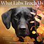 Willow Creek What Labs Teach Us Calendar 2025