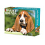 Basset Hound tear-off calendar 2025 Boxed