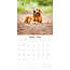 Golden Retriever Calendar 2025